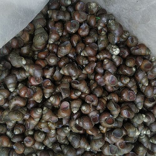 钓青鱼利器5斤9斤小号打窝石螺花生米大小可搭配挂钩脆螺一起发货