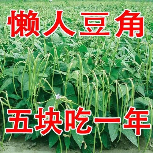 【一年只要几块钱】摘不败无架种不用搭架子的长豆角蔬菜种