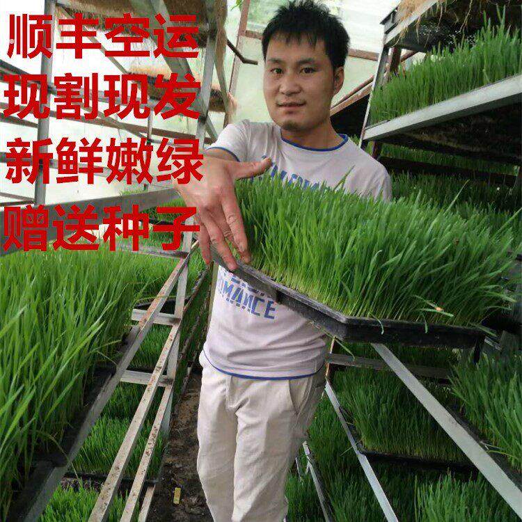富硒新鲜小麦草榨汁小麦苗做青团农家种植现割现发