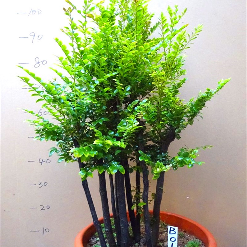 大型盆栽小叶紫檀盆景 四季常青木本植物吸甲醛 客厅摆件庭院绿植
