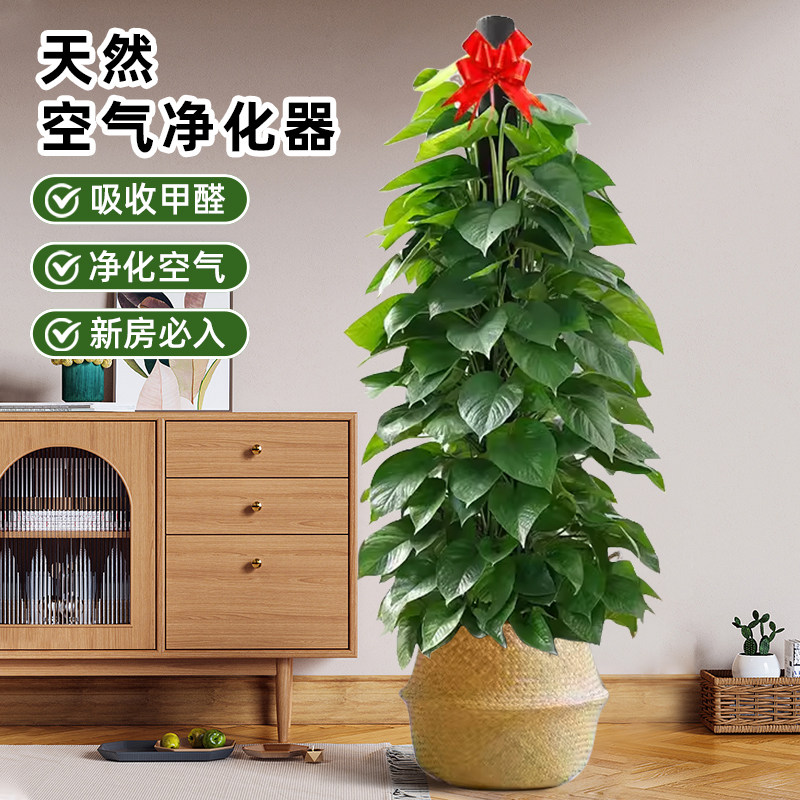 大叶绿萝柱盆栽客厅绿植室内阳台绿植净化空气办公室大型绿箩好养