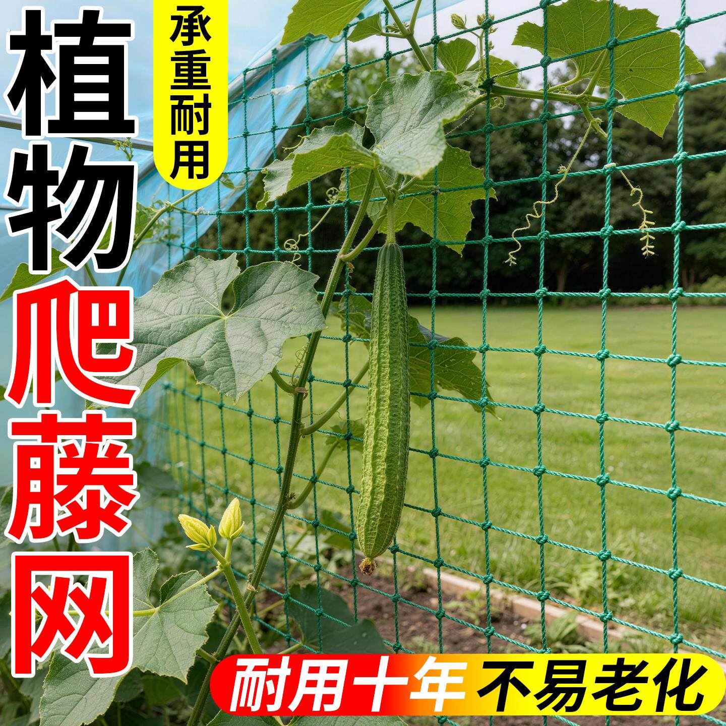爬藤网丝瓜加粗网植物攀爬网瓜果蔬菜种菜农用麻绳种植专用尼龙网