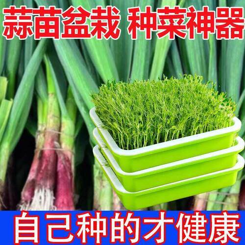 水培蒜苗种植盆种蒜神器室内种菜豆芽盘豌豆苗种植盘芽苗菜种菜盆