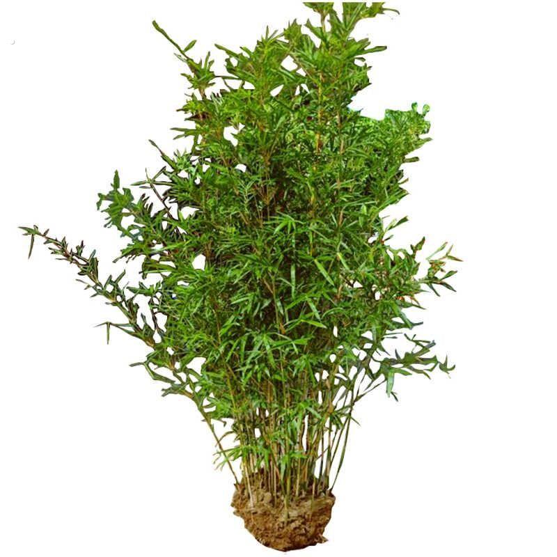 慈孝竹庭院造景竹观赏竹四季种植丛生大型窝竹阳台盆栽竹子苗