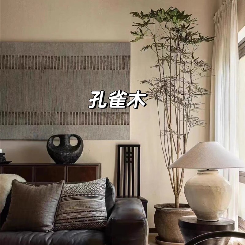 造型孔雀木北欧风书房观叶盆栽大型室内外好养除甲醛净化空气绿植