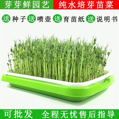 芽苗菜育苗盘小麦种植盘无土栽培设备水培蔬菜盆纸上种菜塑料托盘