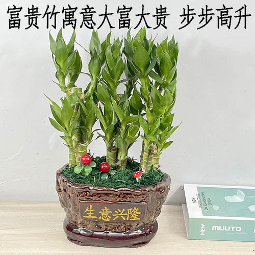 节节高富贵竹盆栽植物客厅转运绿植办公室内桌面好养盆景四季常青