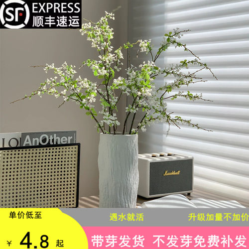 雪柳鲜枝水培干枝支懒人绿植物室内鲜切鲜花遇水养开冬季花卉盆栽