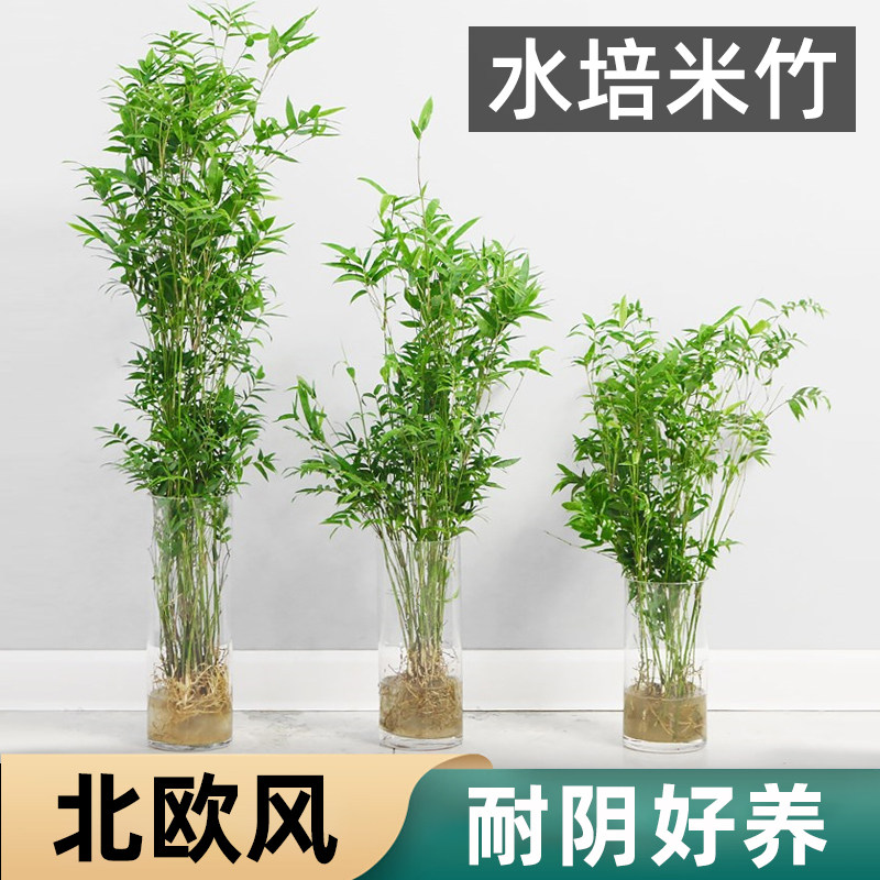 水培植物米竹室内盆栽富贵竹办公室盆景桌面绿植金明竹子四季好养