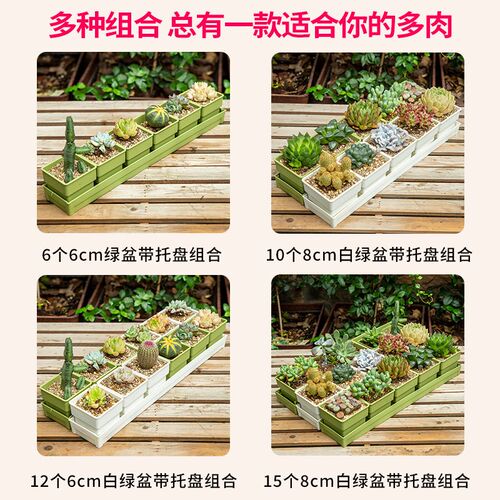控根多肉组合花盆长条形塑料透气控根专用小号方盆和营养土带托盘