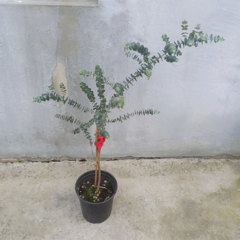 尤加利蓝宝贝盆栽北欧蓝桉树银水滴切花观叶植物卧室芳香绿植园艺