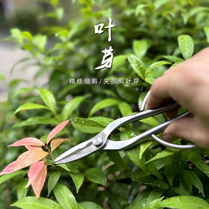 园艺修根剪刀兰花分苗剪不锈钢盆景修枝叶芽剪枝多肉盆栽剪子强力