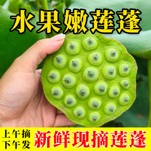 江西当季现摘即食新鲜水果嫩莲蓬