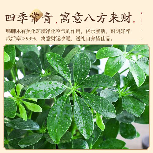 八方来财鸭脚木盆栽植物室内外绿植七叶莲清新净化空气景德镇陶瓷