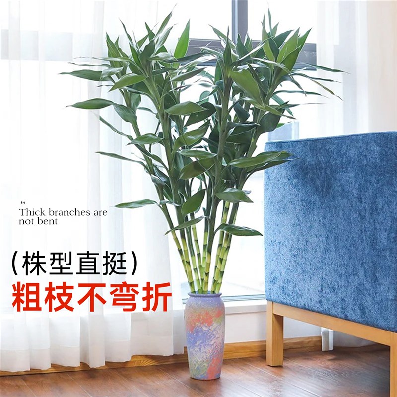 富贵竹水培植物竹子大盆栽客厅招财粗杆带根节节高室内水养绿植物