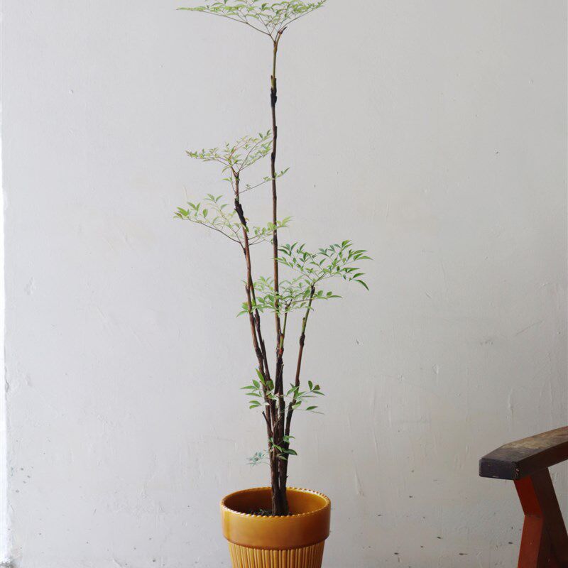 苏太植物 大型南天竹喜阳耐阴植物 室内客厅书房好养花卉一物一拍