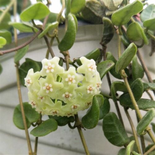 腾冲球兰阳台垂吊植物