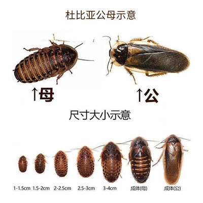 杜比亚蟑螂活体宠物高蛋白饲料爬虫专用高蛋白口粮活饵干净养殖