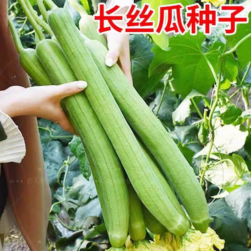 长丝瓜种子高产香丝瓜种籽春季夏季庭院种植菜种肉厚早熟蔬菜种孑