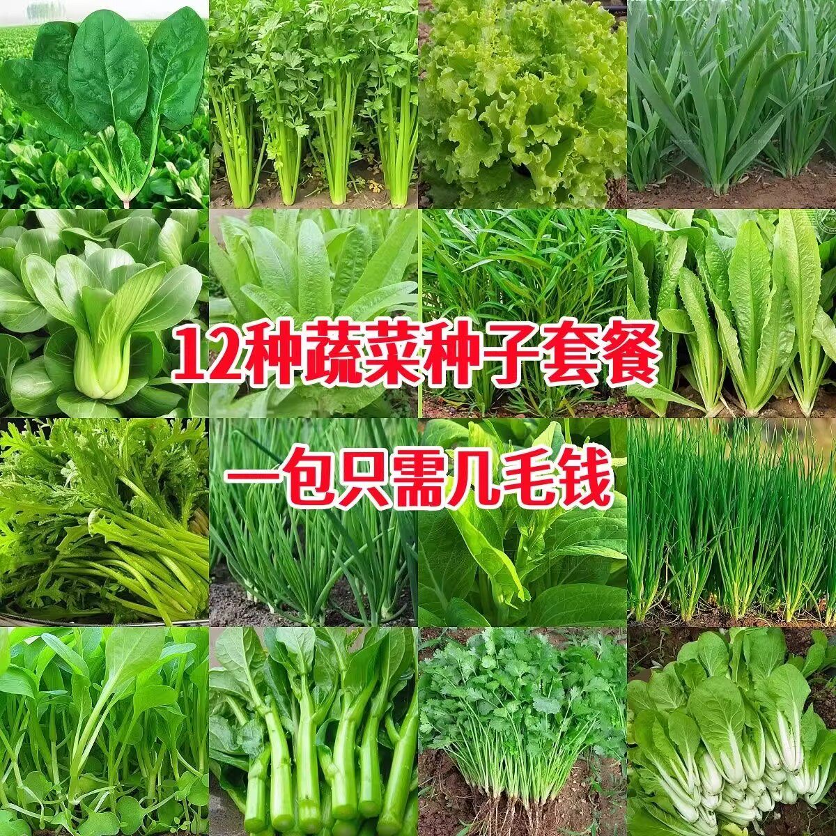 四季蔬菜种子生菜上海青菠菜茼蒿菜心黄瓜易种阳台盆栽大白菜种籽