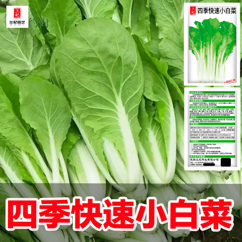 奶油小白菜种子速生小菜种子秋冬季耐寒农家菜园田园可播蔬菜种籽