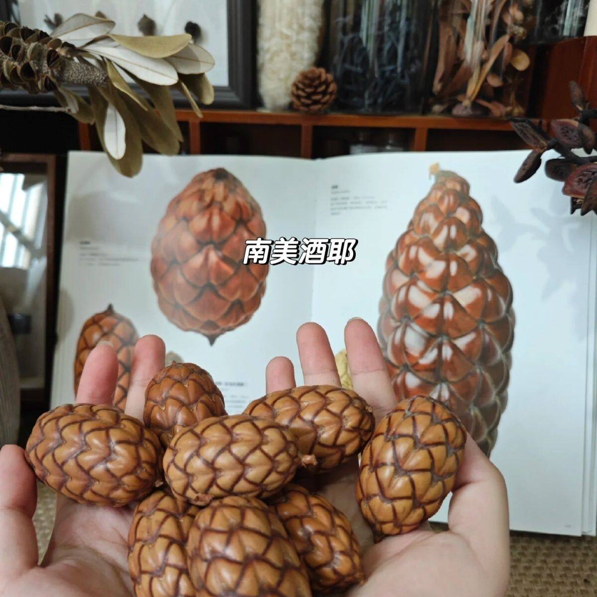 【酒椰果】棕榈科被有鳞片天然植物标本果子diy手工材料装龙鳞果