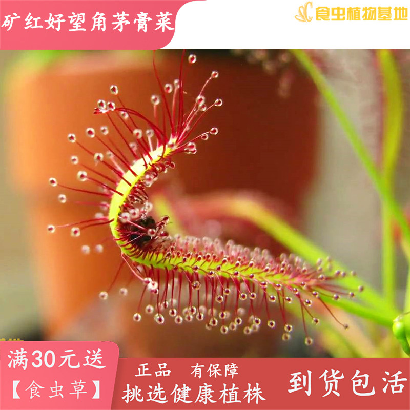 各类茅膏菜迷你粘住虫子超大食人食虫植物