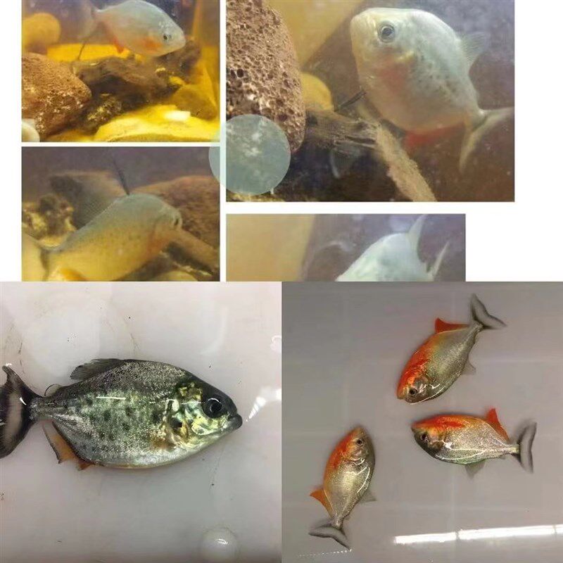 南美亚马孙红文鱼活热带鱼淡水凶猛宠物观赏鱼幼苗肉食性猛鱼包活