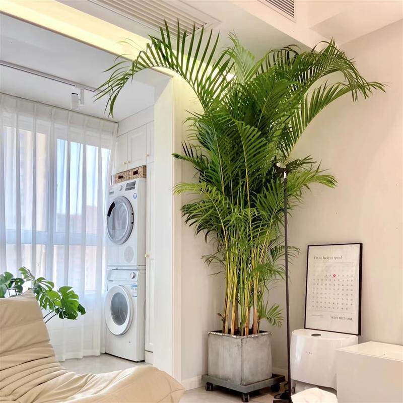 散尾葵盆栽室内办公室大型绿植花卉夏威夷竹吸甲醛凤尾竹盆景植物