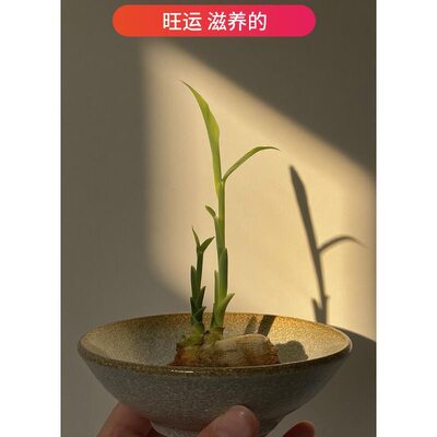 旺运滋养丨禄根盆栽带芽