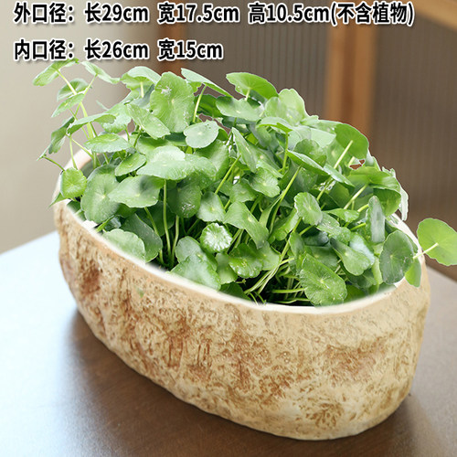 花盆陶瓷水仙铜钱草水培睡莲一叶莲碗莲金钱草水培专用盆缸无孔大