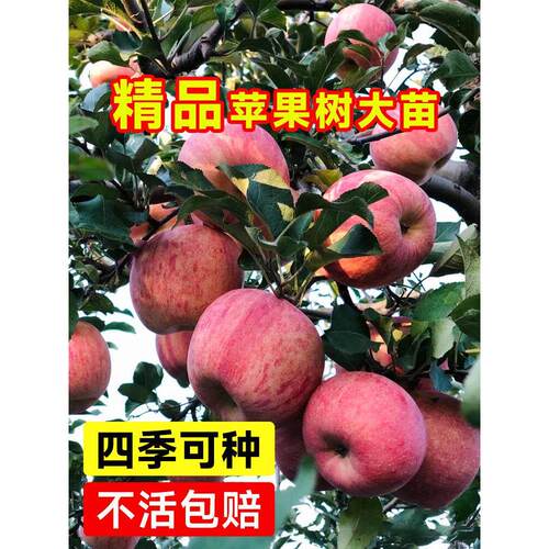 苹果树苗盆栽南方北方种植地栽活苗矮化果树当年结果冰糖心苹果苗