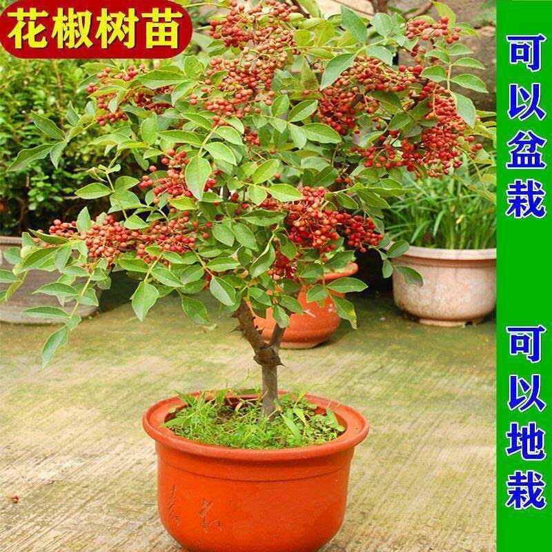 大红袍花椒苗盆栽地栽耐寒耐旱图片