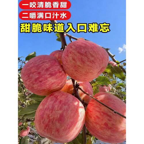 苹果树果苗北方耐寒嫁接苗冰糖心盆地栽矮化南方种植红富士大树苗