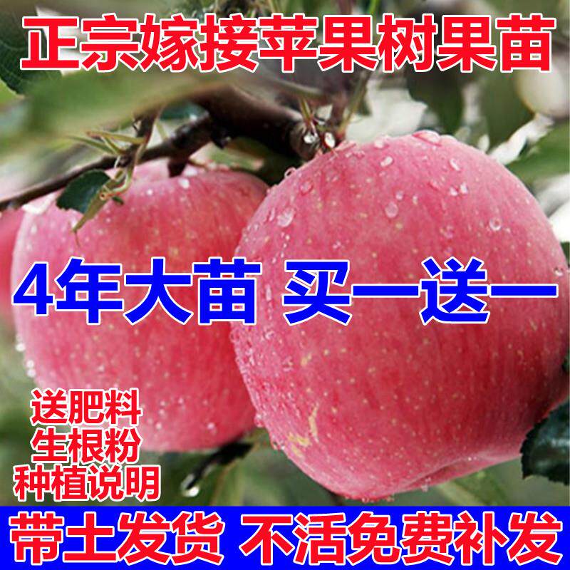 苹果树果苗嫁接红富士冰糖心南方北方种植盆栽地栽树苗苹果树苗