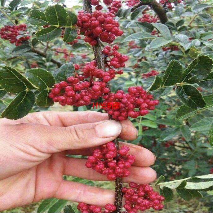 花椒树苗大红袍麻椒南北可种图片