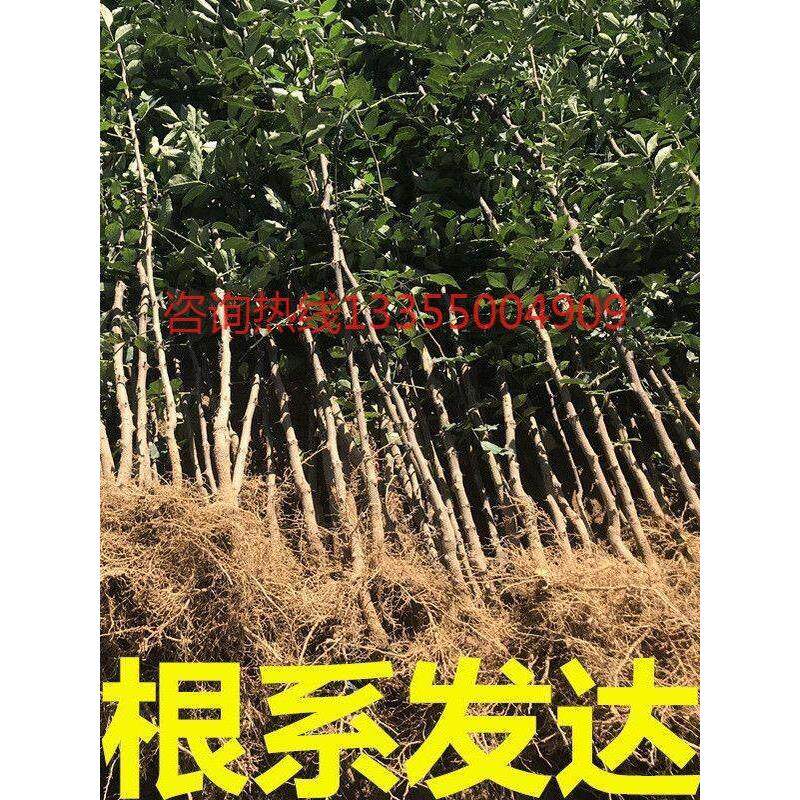 花椒树苗山西正宗高产大果大红袍狮子头花椒苗南北方盆栽地栽现挖图片