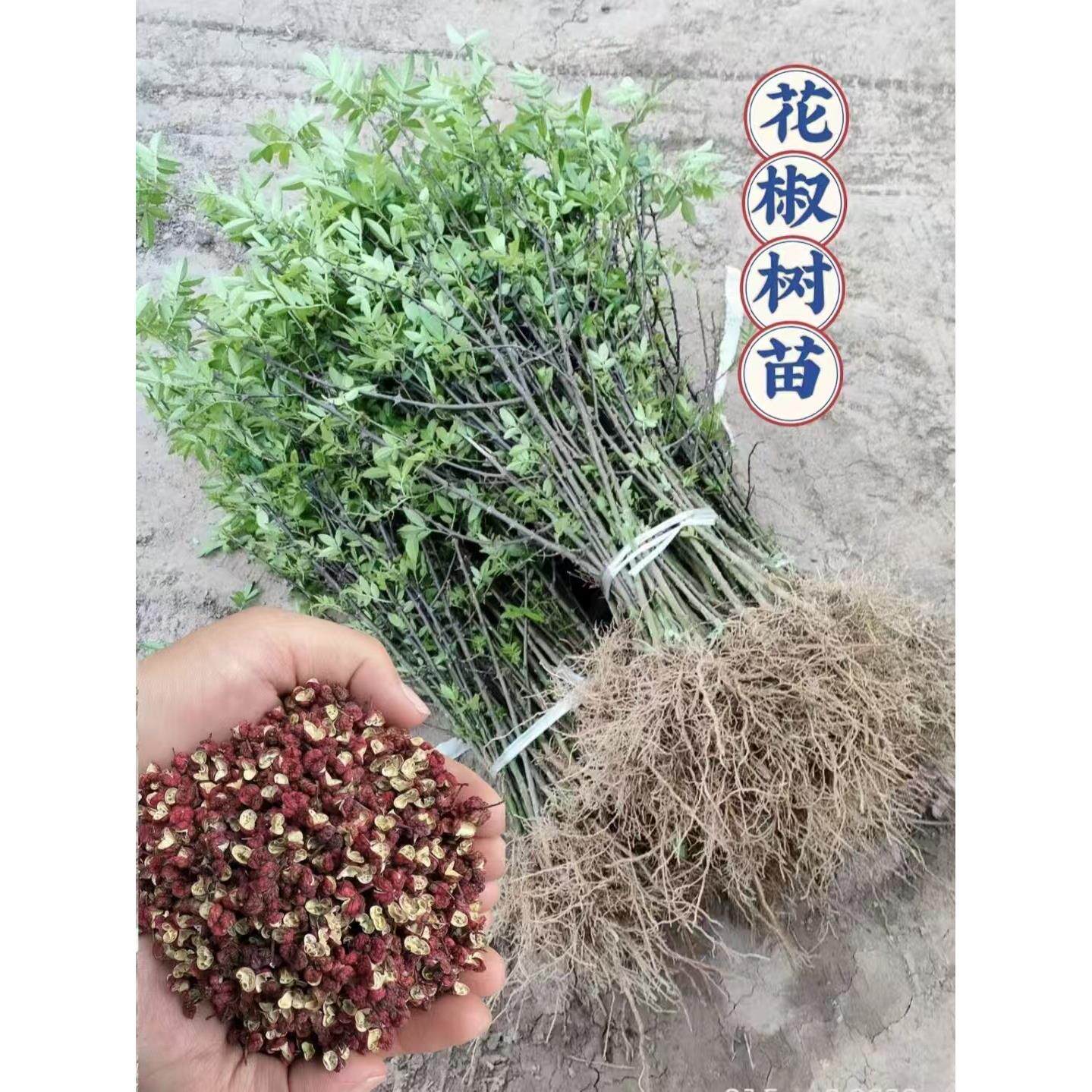 大红袍花椒苗当年结果无刺盆栽图片