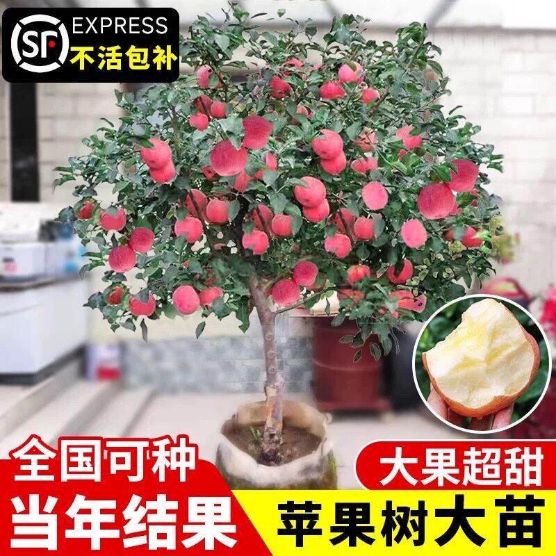 苹果树果苗特大耐寒冰糖心苹果嫁接苗南北方种植果树苗当年结果