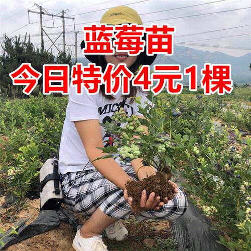 薄雾蓝莓树苗特大果当年结果盆栽