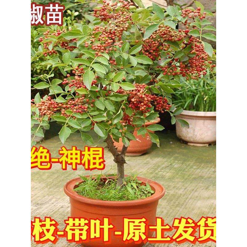 花椒树苗大红袍花椒苗四川食用麻椒苗盆栽地栽无刺高产种盆景花椒图片