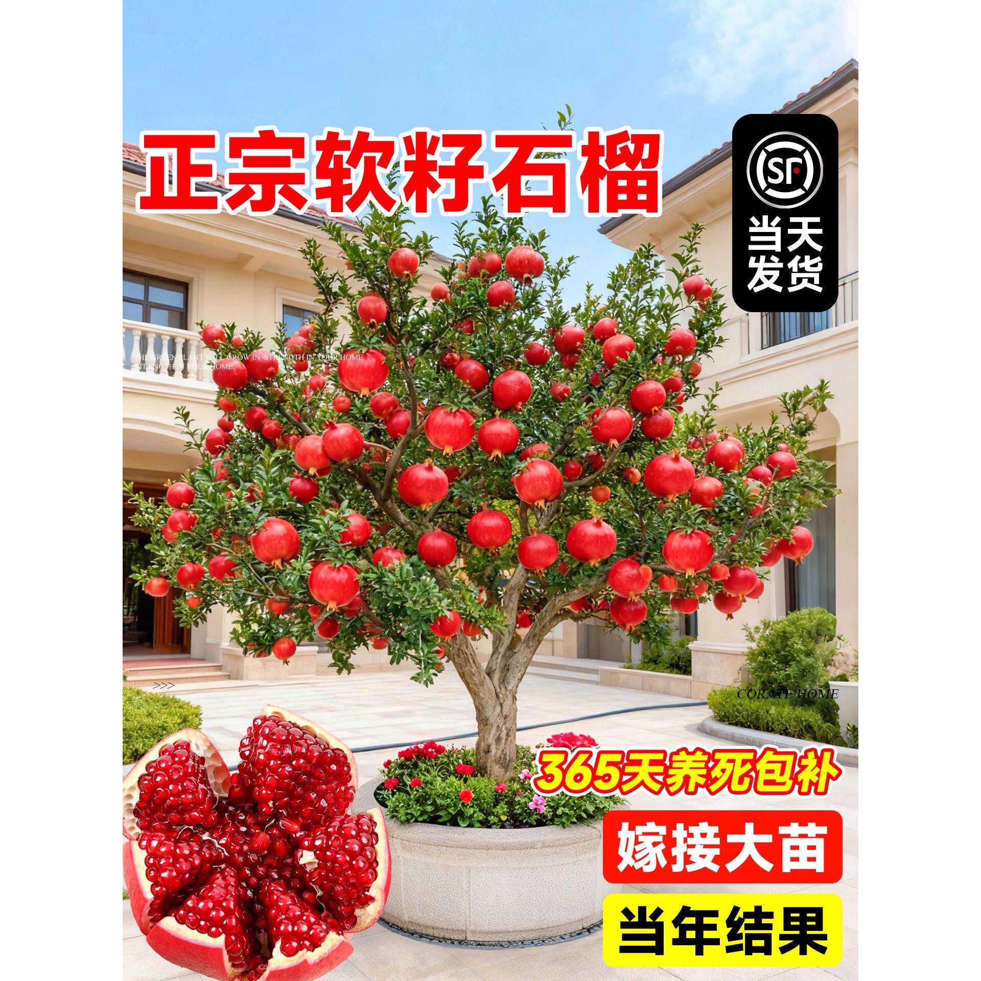 蒙阳红突尼斯软籽石榴树苗带土