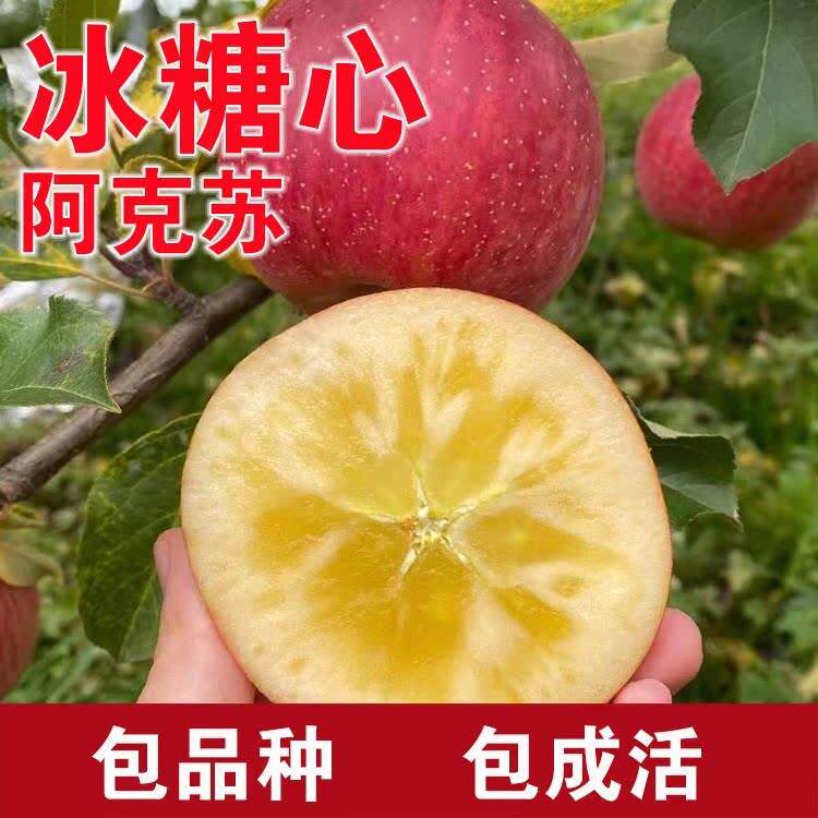 阿克苏冰糖心苹果树苗嫁接当年果