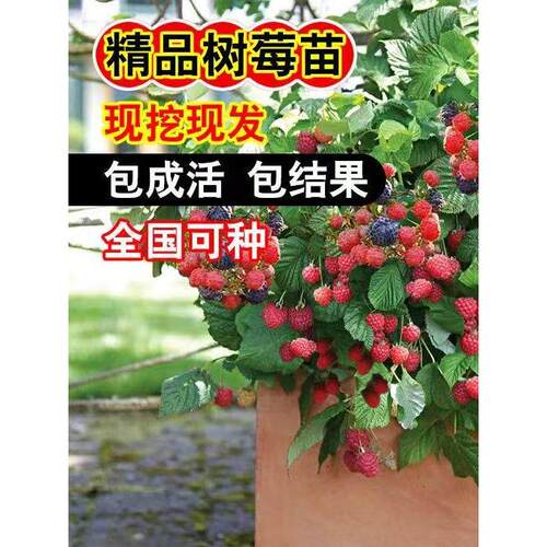双季覆盆子树莓苗南北方可种