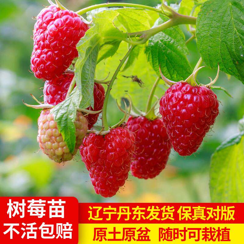 名好果记双季覆盆子苗易活