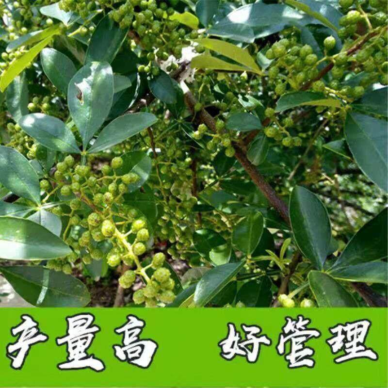 南方青花椒北方麻椒树苗正宗四季花椒苗藤椒大红袍川椒种植
