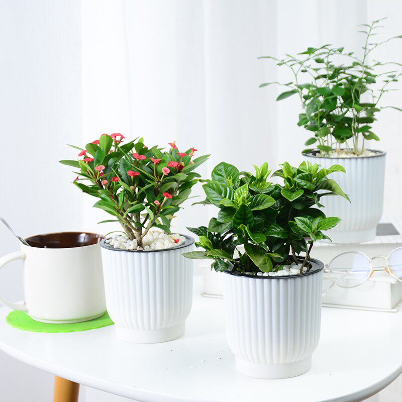 富贵竹盆栽室内水培文竹虎皮兰盆景除甲醛植物发财树绿萝花卉绿植