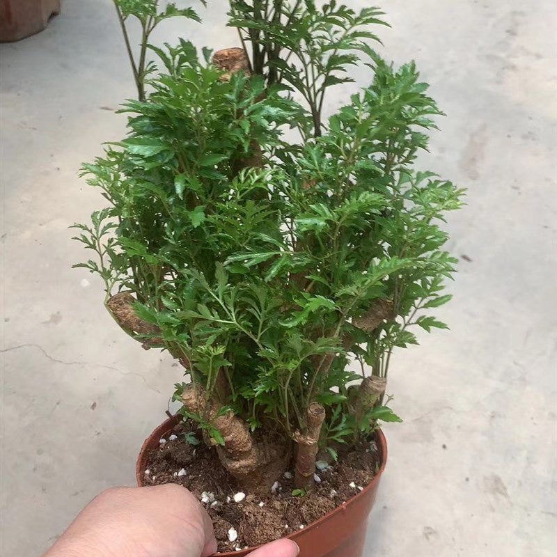 羽叶福禄桐 净化空气除甲醛 桌面花卉绿植物办公桌盆景小盆栽包邮
