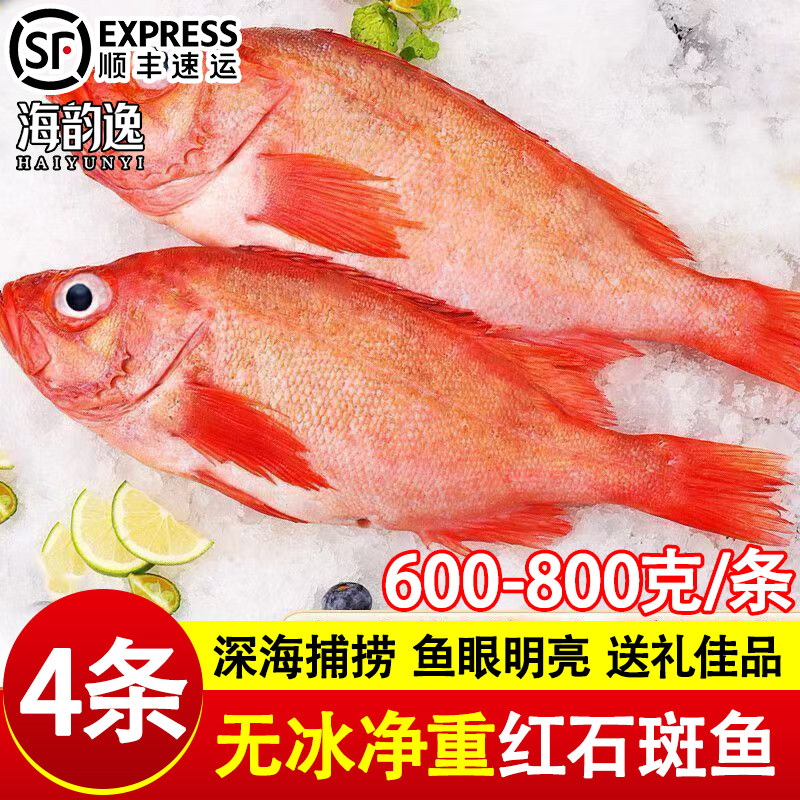红石斑鱼鲜活冷冻特大红鱼龙胆富贵鱼鲈鱼多宝鱼海鲜商超批发酒店