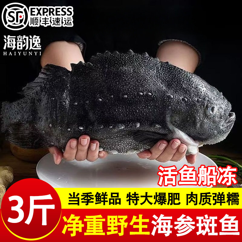 海参斑鱼冰岛去脏海参斑无冰海鱼野生海鲜食材饭店商用批发顺丰